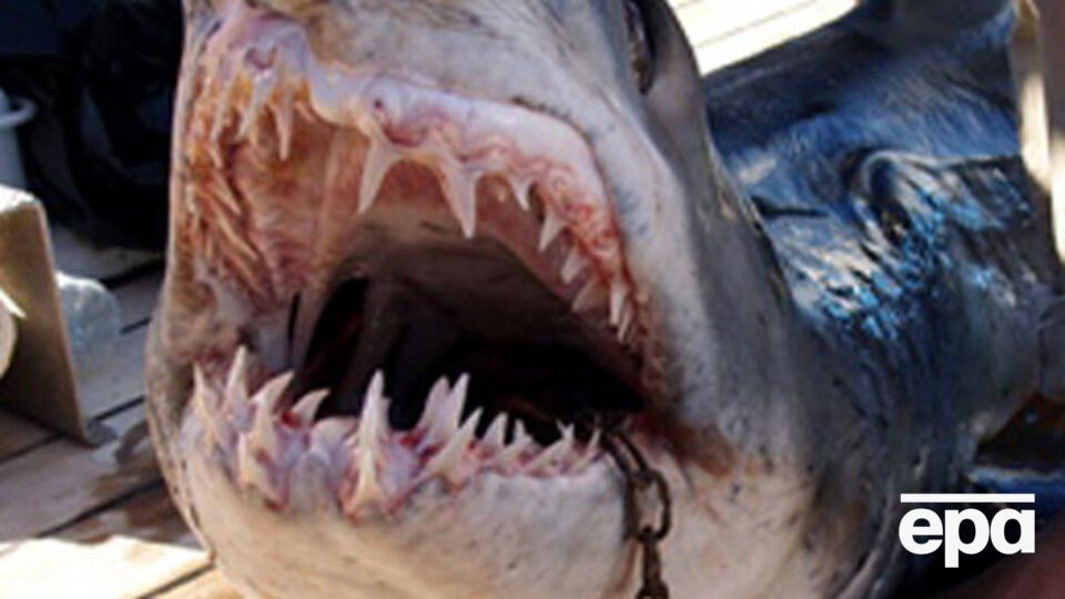 Акулы в Египте нечасто атакуют людей