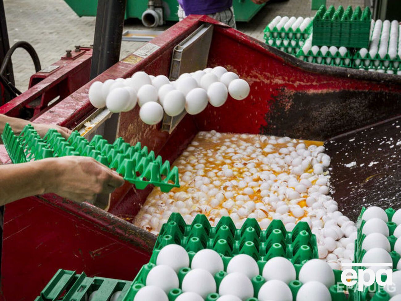 В странах Западной Европы уничтожено огромное количество зараженных яиц