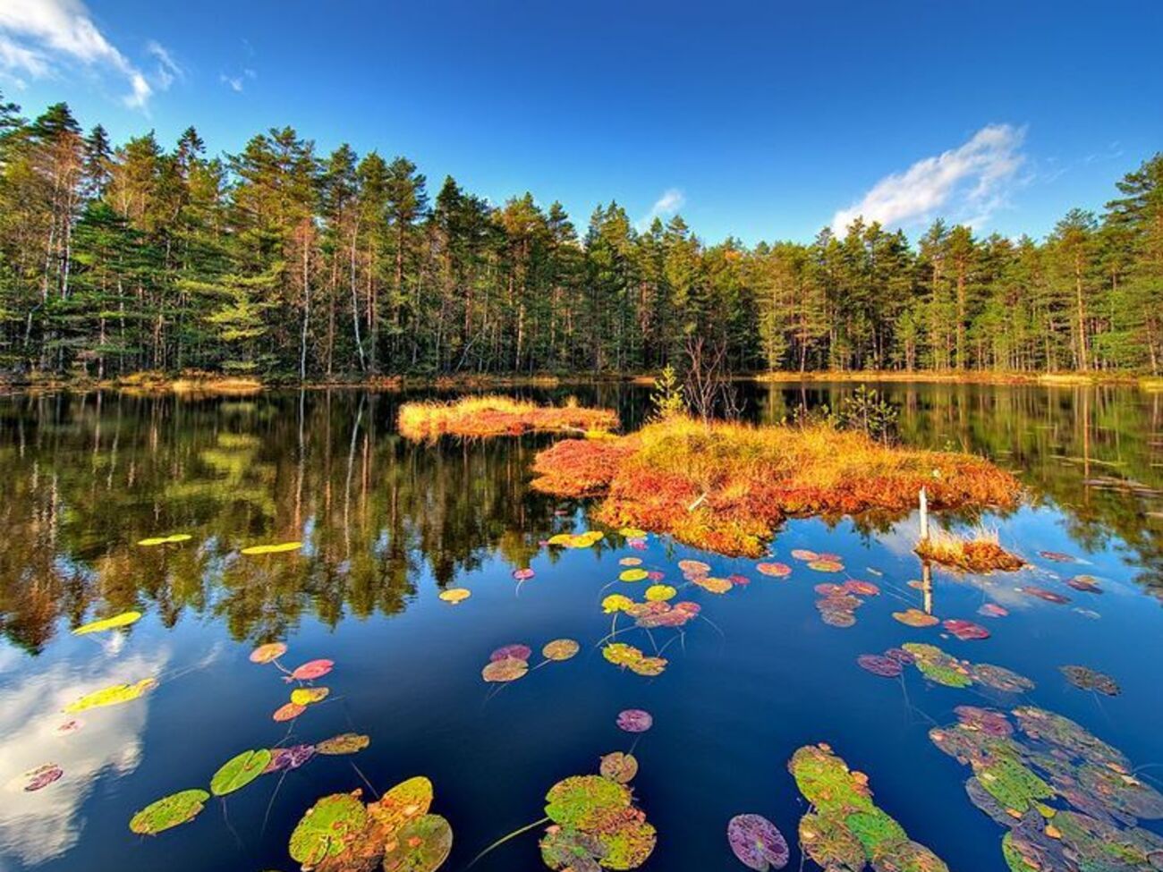 Украинцы приехали в Финляндию на сбор ягод, однако их размещение в последний момент отменили