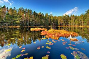Украинцы приехали в Финляндию на сбор ягод, однако их размещение в последний момент отменили