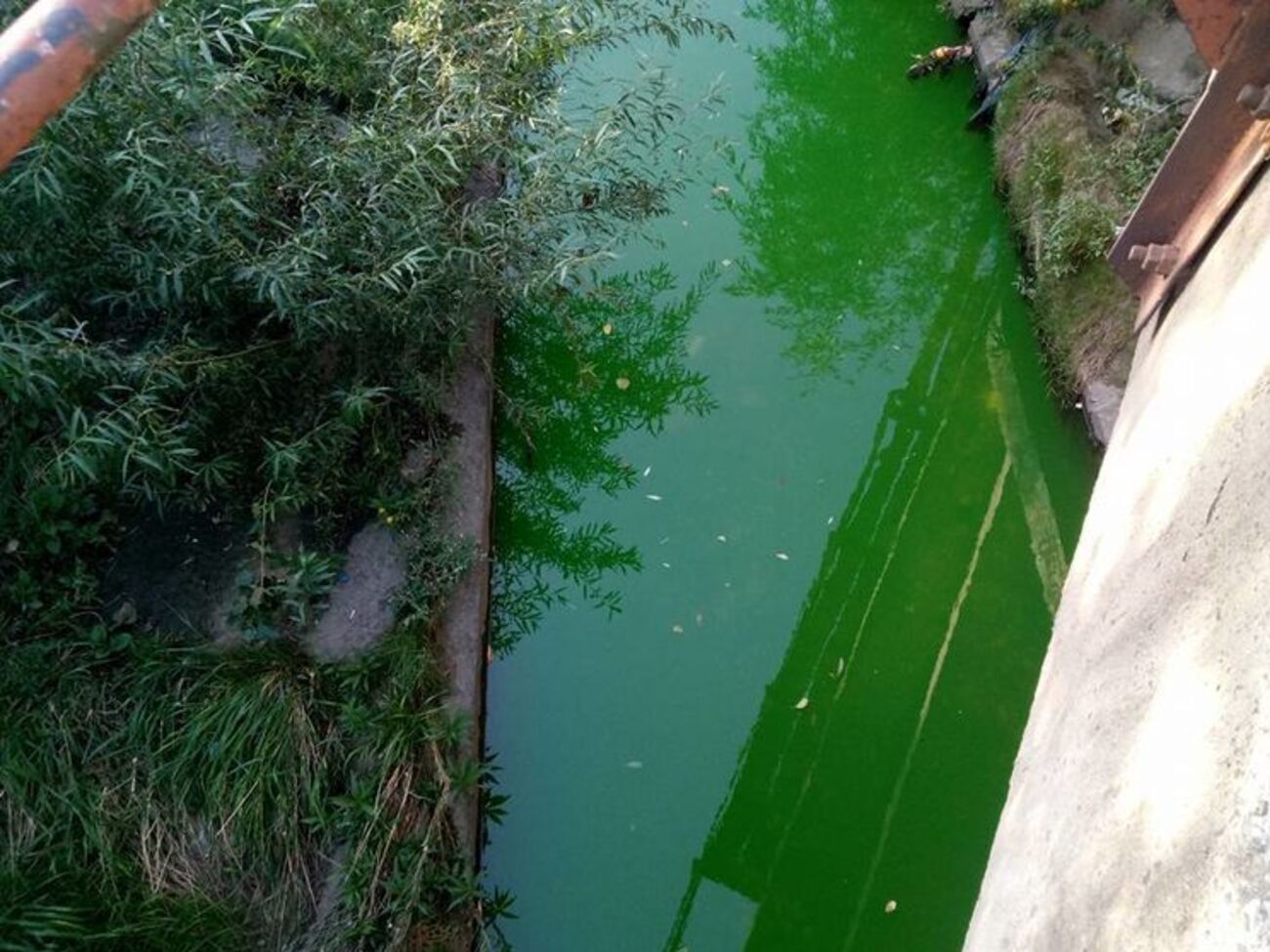 Вода в реке Лыбедь стала зеленой