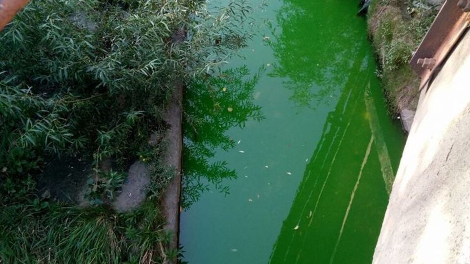Вода в річці Либідь стала зеленою