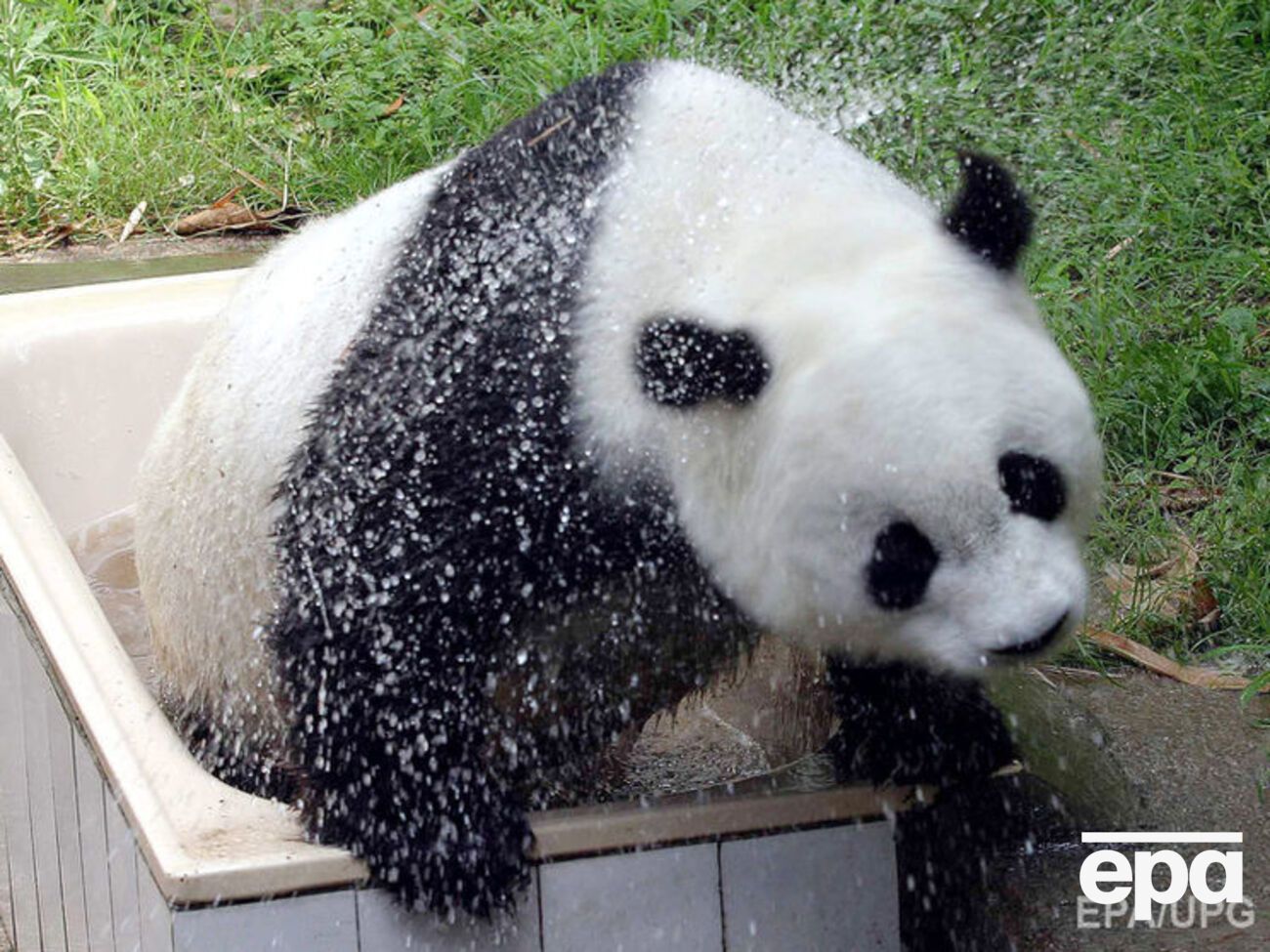 Басі народилася в 1980 році