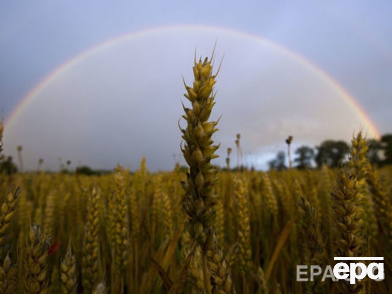 Спостерігають активне зростання експорту аграрної продукції