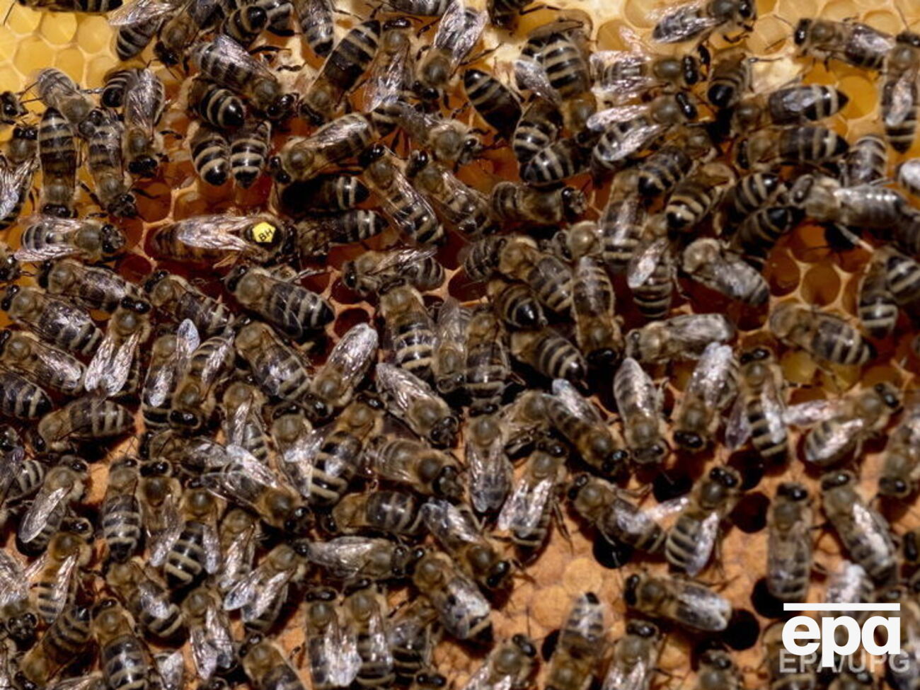 Пчелы напали на людей на парковке у супермаркета