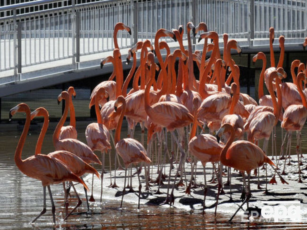 Редких птиц видели в Херсонской области