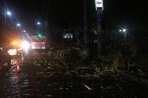 Проїзд вулицею Галицький Шлях було заблоковано через повалені дерева