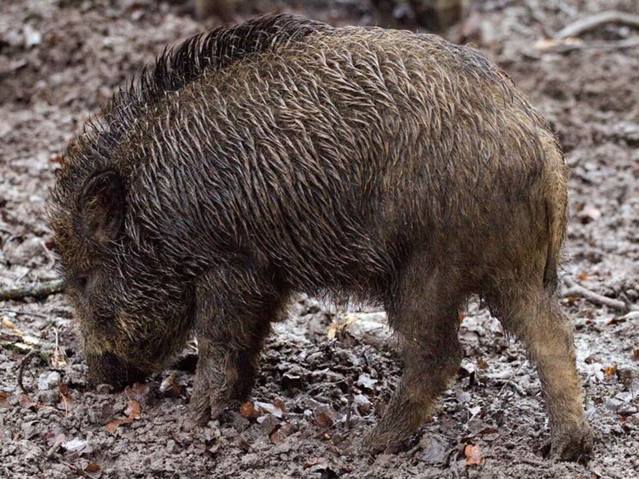Дикі кабани заходять на територію Польщі з Білорусі