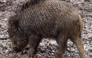 Дикі кабани заходять на територію Польщі з Білорусі