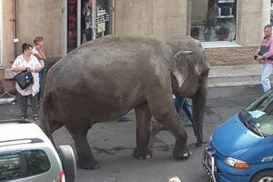 Користувачі соцмереж опублікували фото циркача-важкоатлета