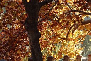 Температура в Києві відповідає температурі середини липня