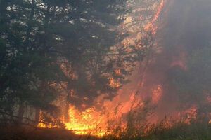 Горит лесная подстилка