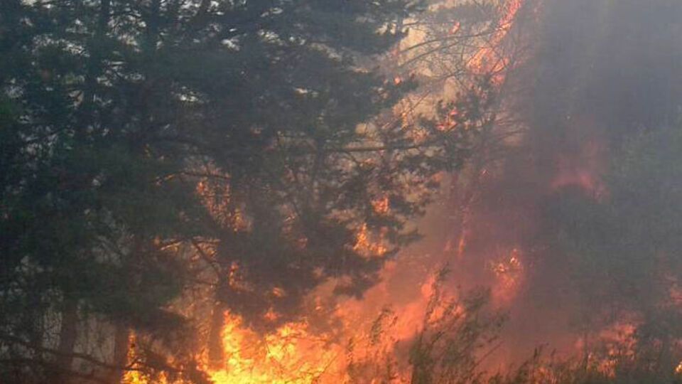 Горит лесная подстилка