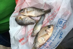 Cогласно данным библиотеки Конгресса США, феномен "рыбного дождя" наблюдался с древних времен