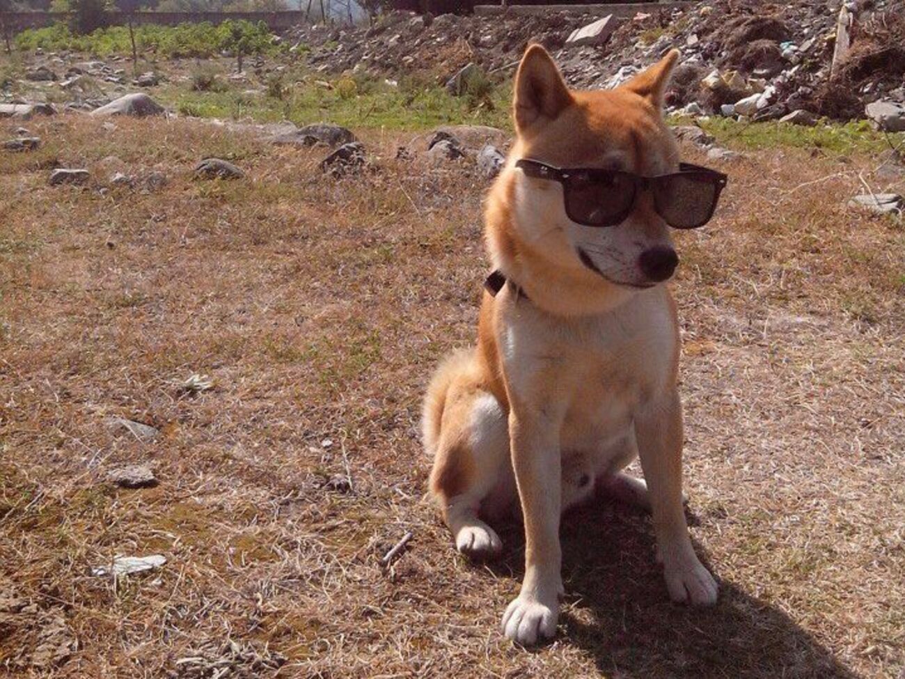 Пса зовут Стив