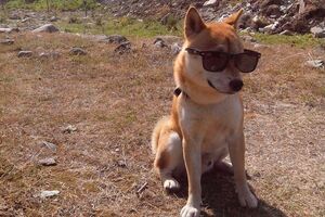 Пса зовут Стив