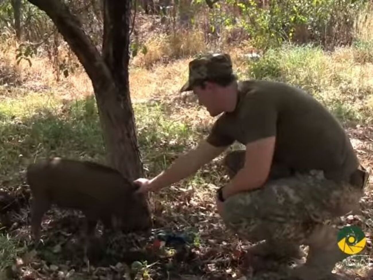Російські ЗМІ заявили, що кабани "у складі бойових розрахунків патрулюють території Донбасу"