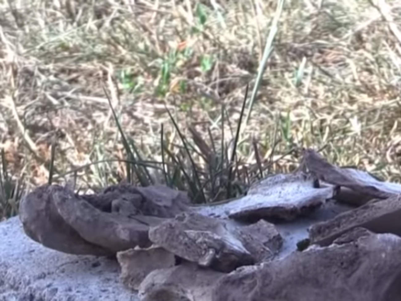 Американский журналист утверждает, что недалеко от места падения малайзийского самолета нашел много человеческих костей