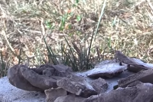 Американский журналист утверждает, что недалеко от места падения малайзийского самолета нашел много человеческих костей