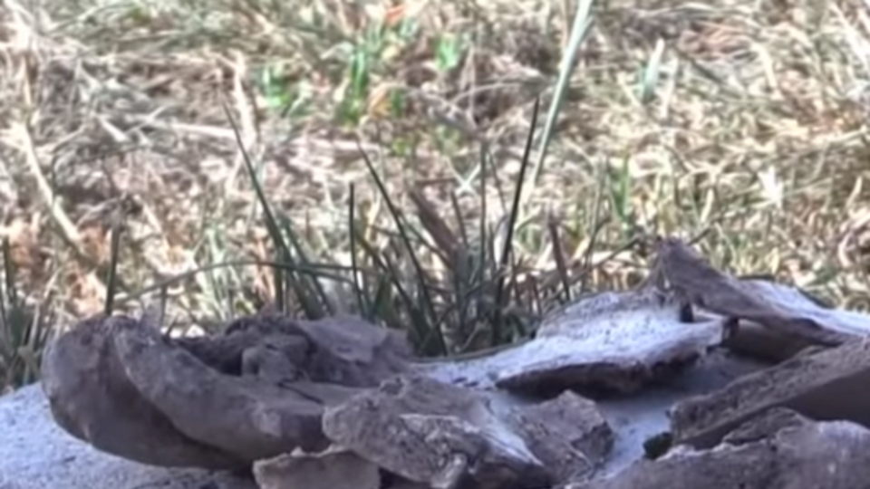 Американский журналист утверждает, что недалеко от места падения малайзийского самолета нашел много человеческих костей