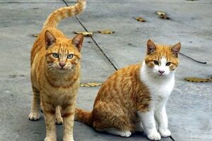 Сотрудники Эрмитажа продолжают находить погибших после пожара в музее котов