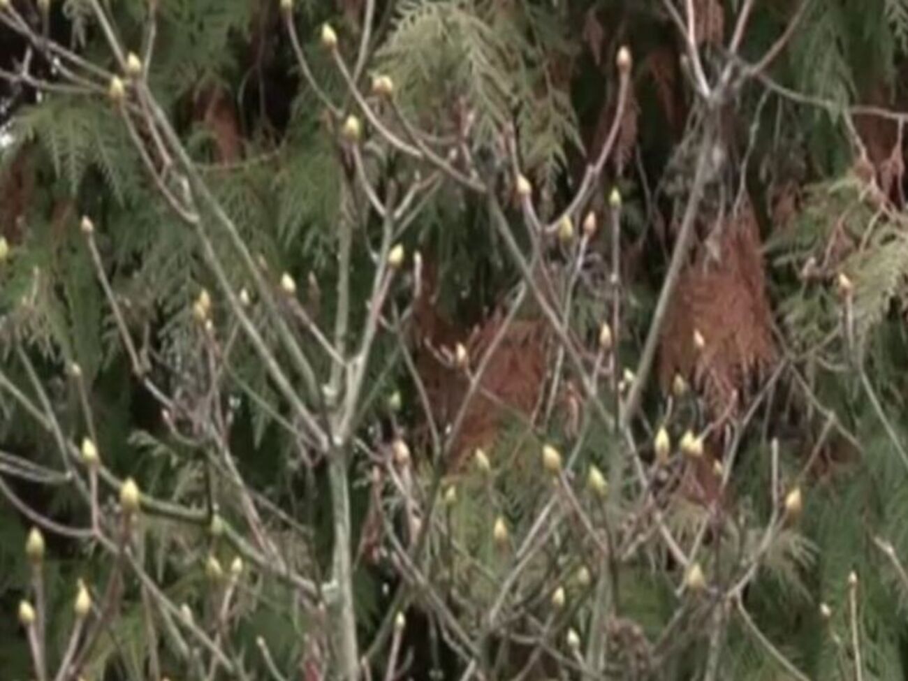 На деревьях в ботаническом саду появились почки