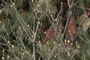 На деревьях в ботаническом саду появились почки