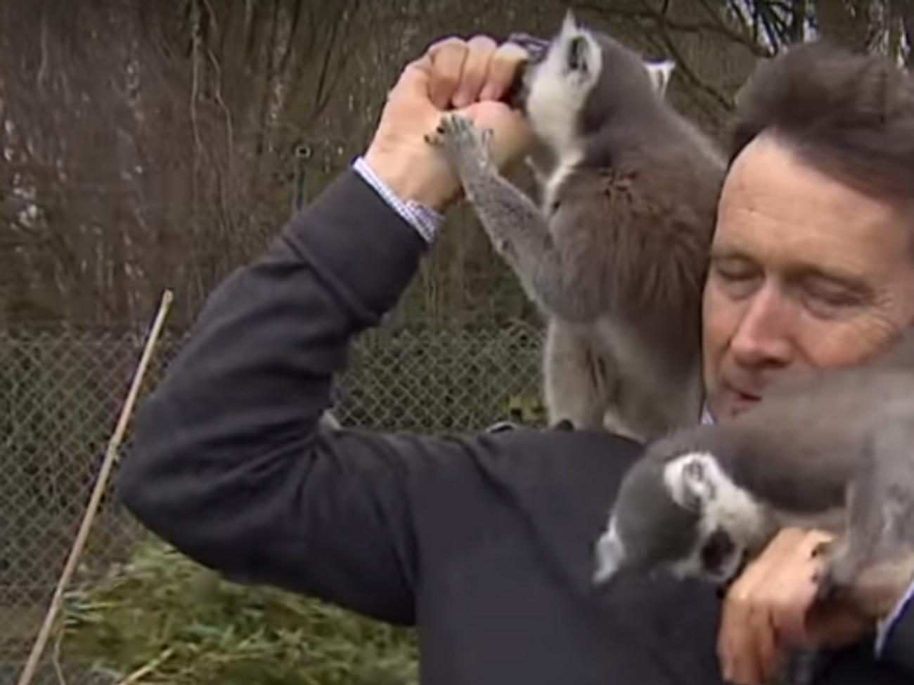 Лемурам не сподобався репортер ВВС