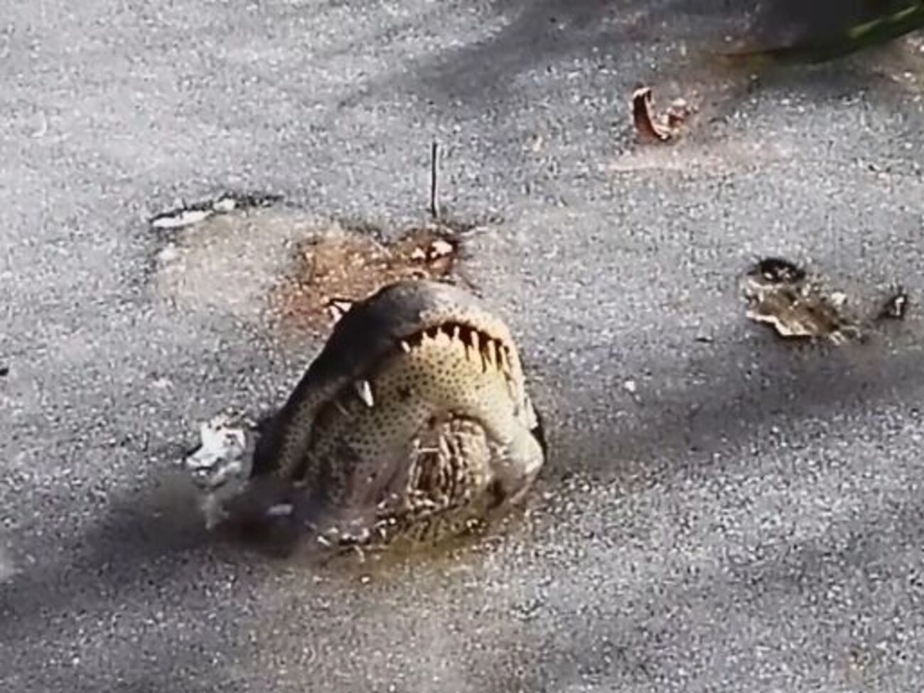 Аллигатор подо льдом ожидает наступления тепла