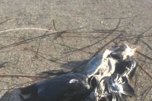 За інформацією Держпродспоживслужби, заразитися пастерельозом можуть і всі види птахів, і ссавці