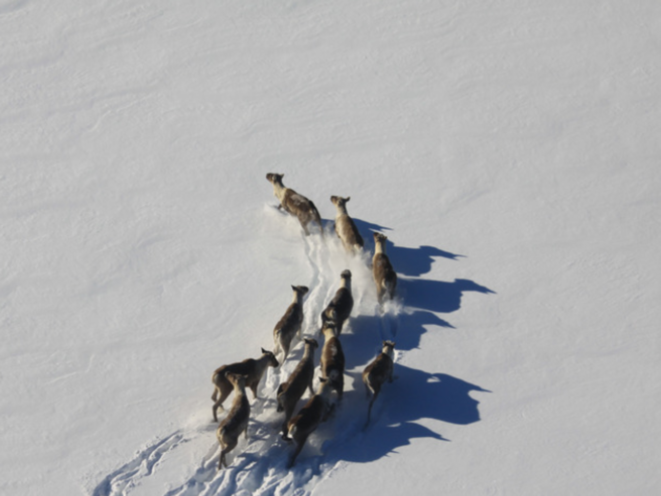 У ЄС хочуть збільшити поголів'я оленів у Фінляндії і Швеції, щоб цей вид остаточно не зник