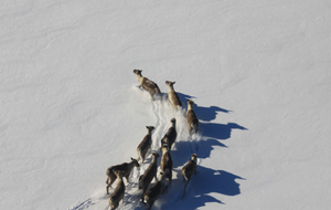 В ЕС хотят увеличить поголовье северных оленей в Финляндии и Швеции, чтобы этот вид окончательно не исчез