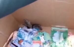 В банкомате нашли двух мышей