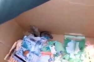 У банкоматі знайшли двох мишей