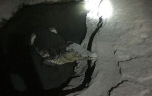 В бетонном полу в подвале был вырублен бассейн, в котором жил крокодил