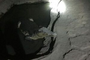 У бетонній підлозі в підвалі було вирубано басейн, у якому жив крокодил