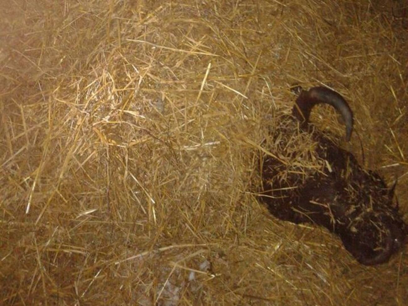 Зубра намагаються зігріти соломою