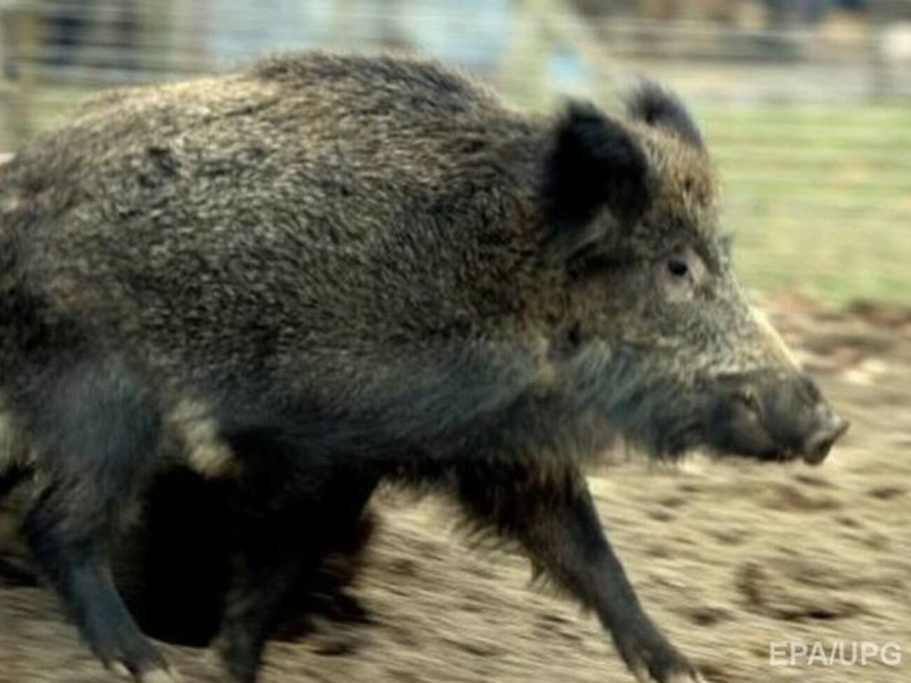 Вепр увірвався в церкву