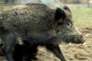 Вепр увірвався в церкву