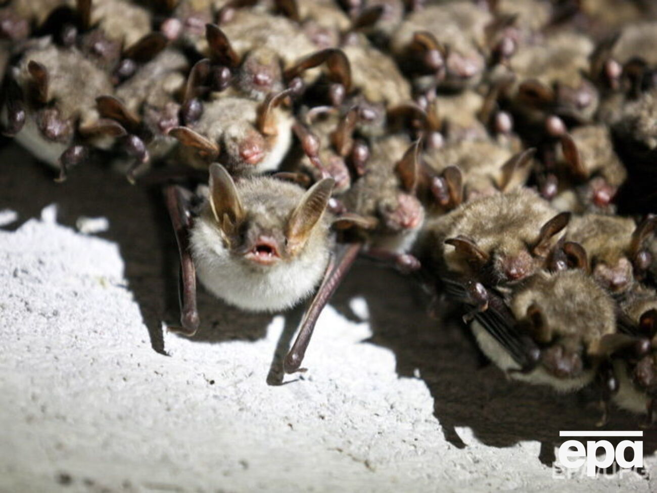 Кажани зимують у холодних місцях