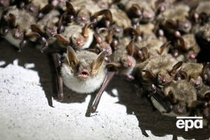 Кажани зимують у холодних місцях