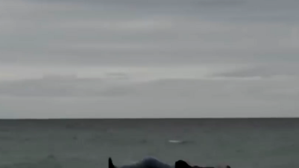 Поведінка Саакашвілі насмішила соцмережі