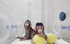 Чжон Чжон и Хуа Хуа – первые в мире клонированные макаки