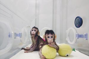 Чжон Чжон и Хуа Хуа – первые в мире клонированные макаки