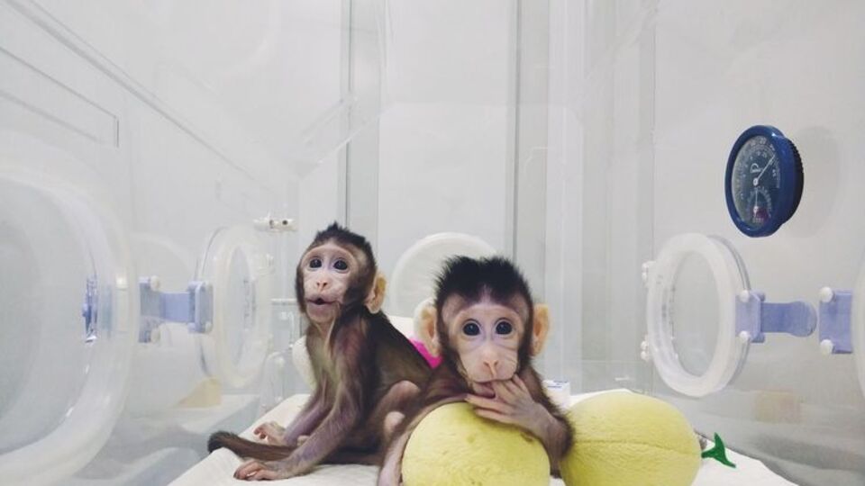 Чжон Чжон и Хуа Хуа – первые в мире клонированные макаки