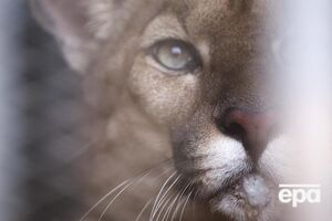 Східна пума зникла з лиця Землі