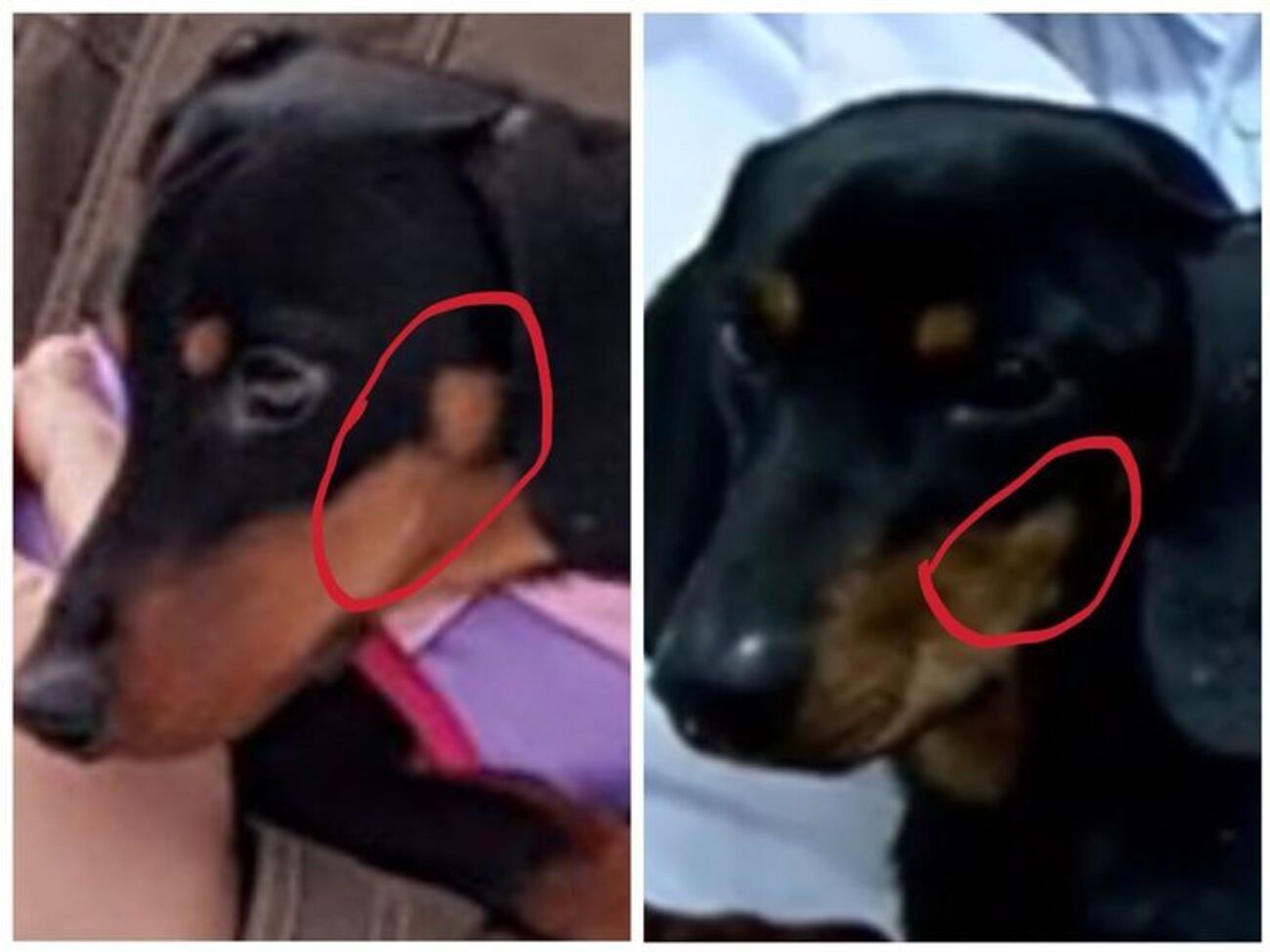 Rig Sec&rlm;: Рогозин и компания утопили собаку, нашли другую таксу и впаривают подмену