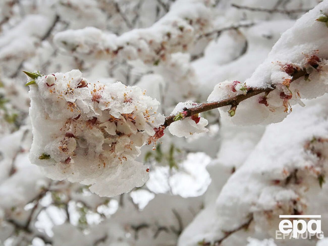 В Украине можно сеять культуры, не такие устойчивые к вымерзанию, считает&nbsp;директор Укргидрометцентра