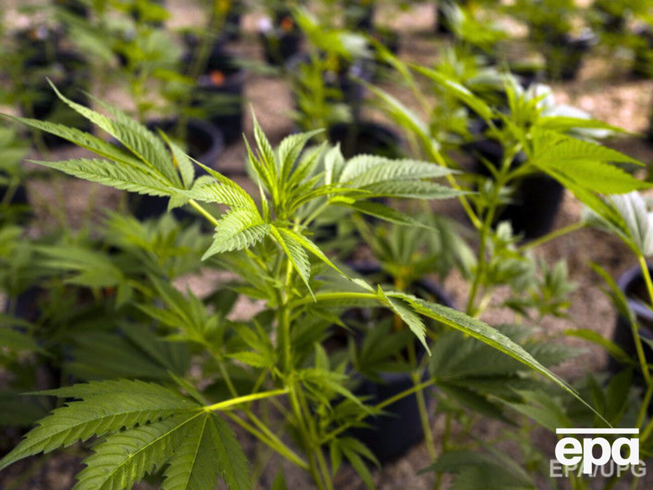 Вживання марихуани в США дозволяли для медичних потреб у 20 штатах