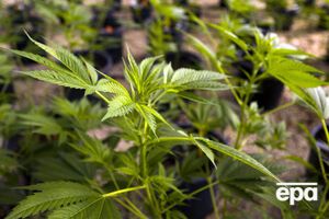 Вживання марихуани в США дозволяли для медичних потреб у 20 штатах